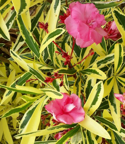 Nerium oleander variegata